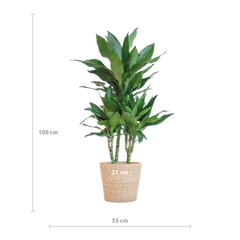 Dracaena  Janet Lindt mit Sofia-Korb natur - 95cm - Ø21