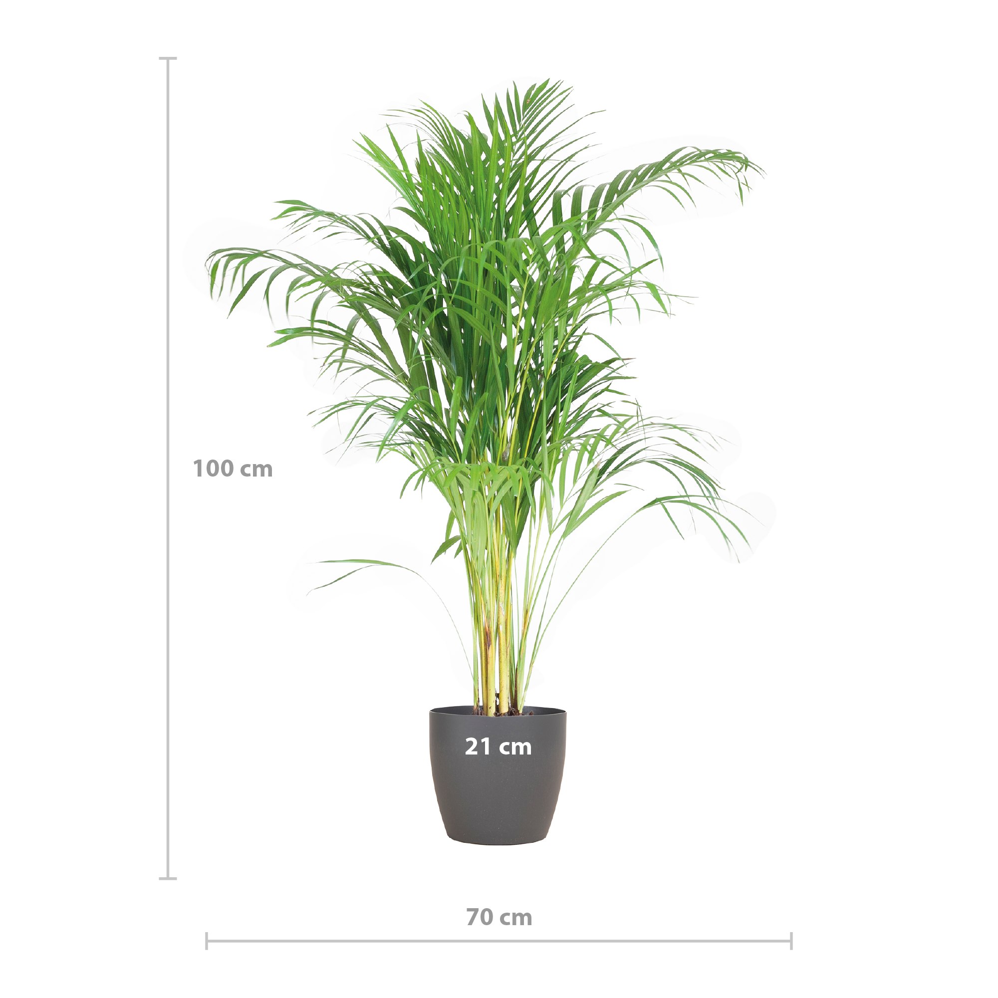 Areca Palm (Dypsis) mit Viber Grau - 100cm - Ø21