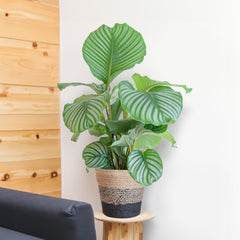 Calathea Orbifolia mit Lissabon-Korb schwarz  - 65cm - Ø21