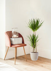 Dracaena Marginta mit Viber Weiß - 95cm - Ø21