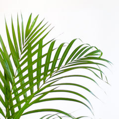 Areca Palm (Dypsis) mit Viber Grau - 100cm - Ø21