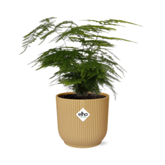 Asparagus Setaceus ‘Plumosus’ in ELHO Vibes Fold 14cm geel