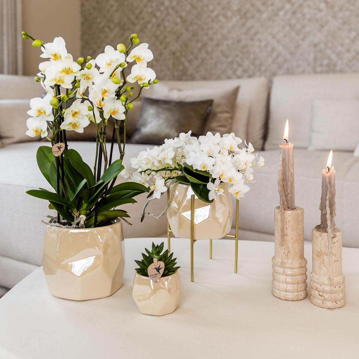 Kolibri Home | Kombi-Angebot - Pearl Travertin Töpfe