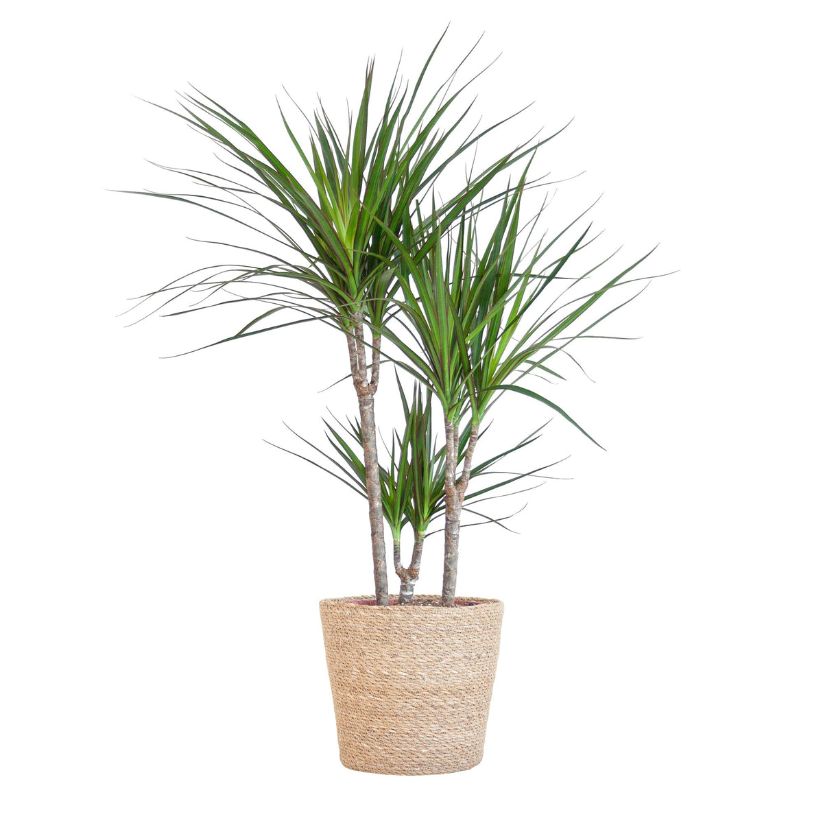 Dracaena Marginata mit naturfarbenem Korb  - 95cm - Ø21