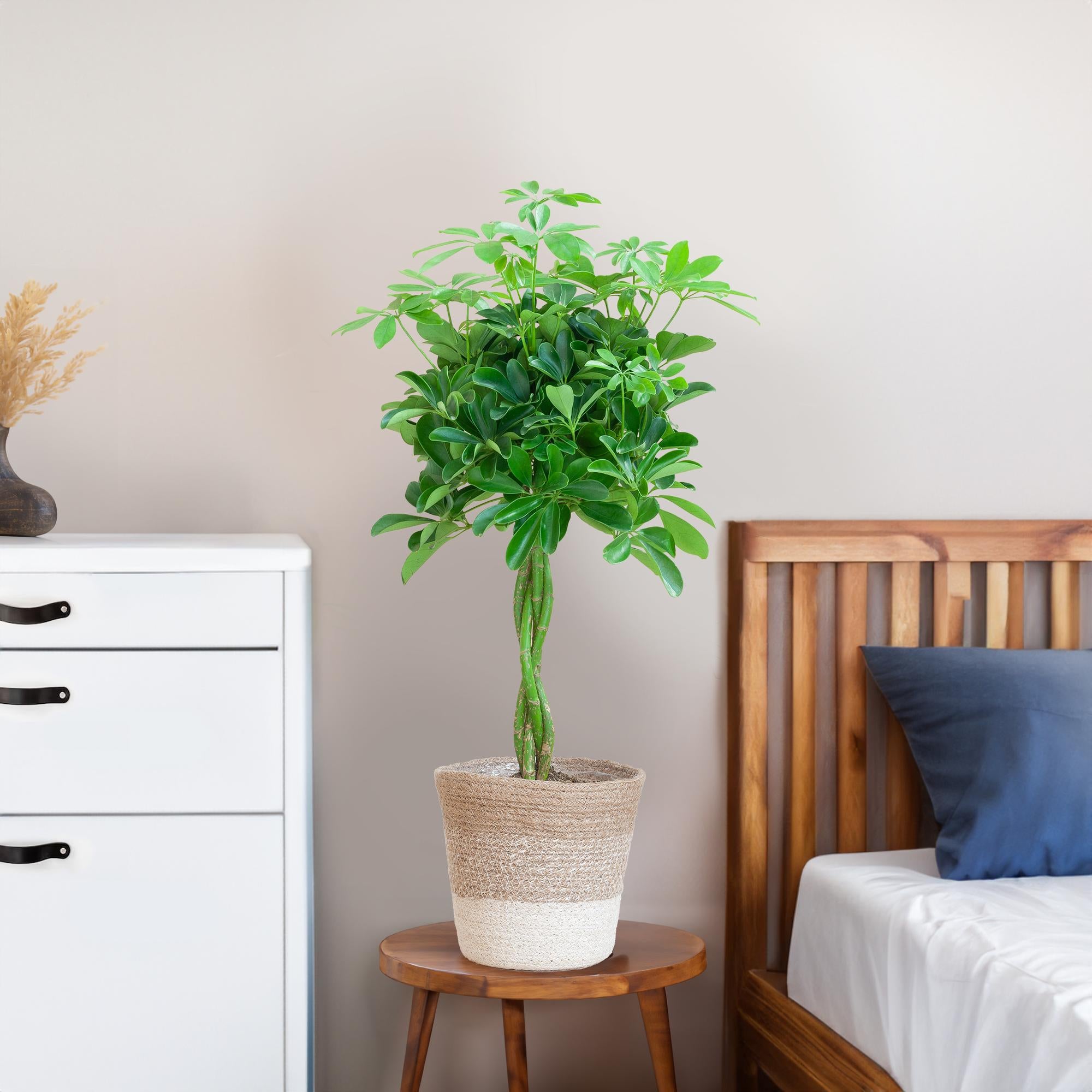 Schefflera Arab Nora mit Pflanzkorb Lissabon weiß  - 70cm - Ø21
