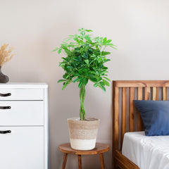 Schefflera Arab Nora mit Pflanzkorb Lissabon weiß  - 70cm - Ø21