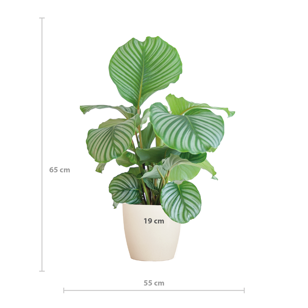Calathea Orbifolia  mit Viber Weiß  - 65cm - Ø21
