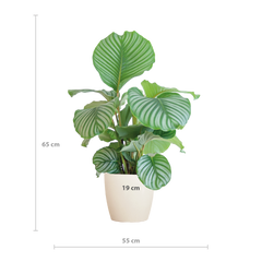 Calathea Orbifolia  mit Viber Weiß  - 65cm - Ø21