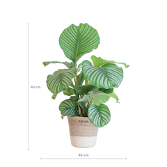Calathea Orbifolia mit weißem Lissabon-Korb - 65cm - Ø19