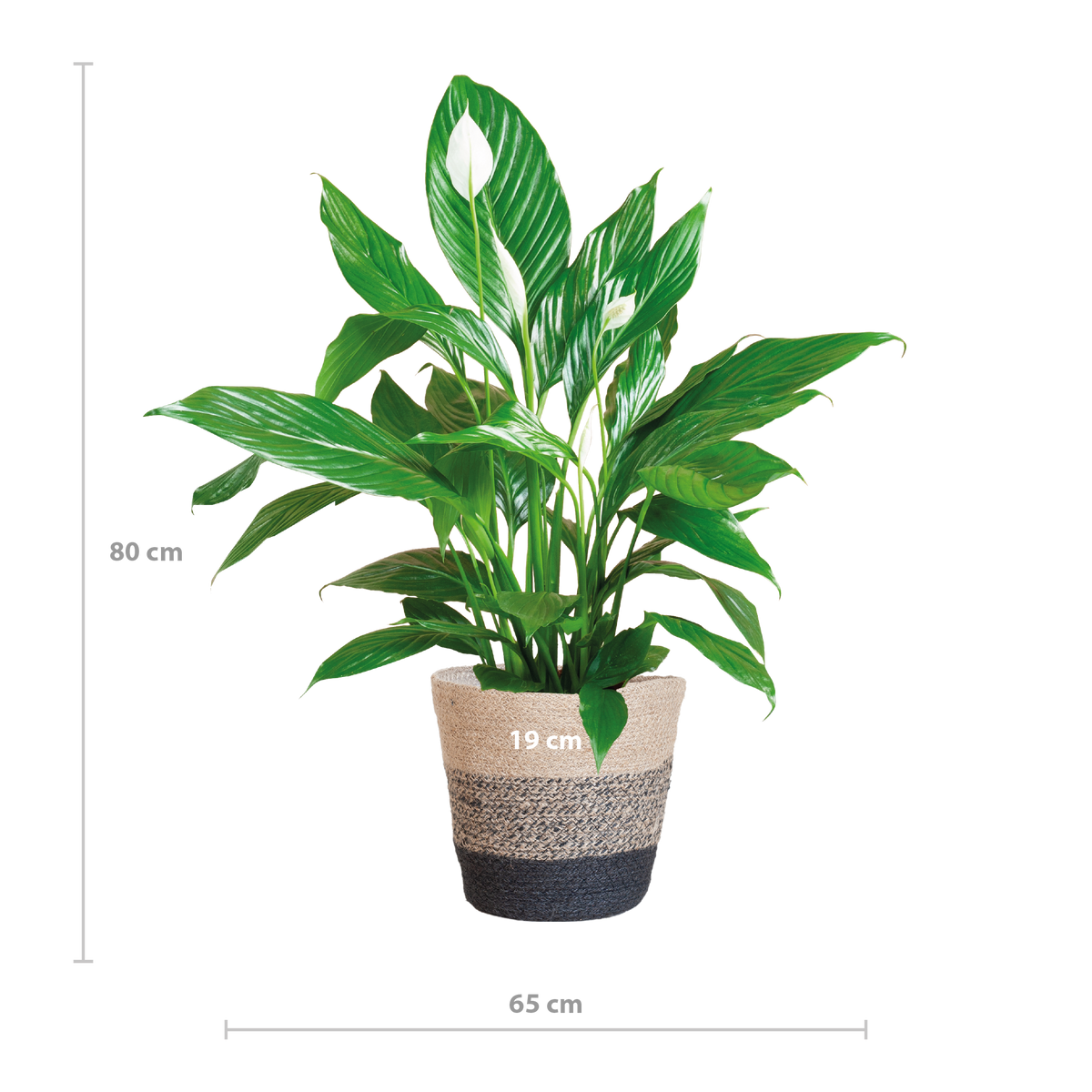Spathiphyllum mit Korb Lissabon Schwarz - 80cm - Ø21