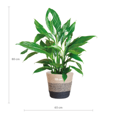 Spathiphyllum mit Korb Lissabon Schwarz - 80cm - Ø21