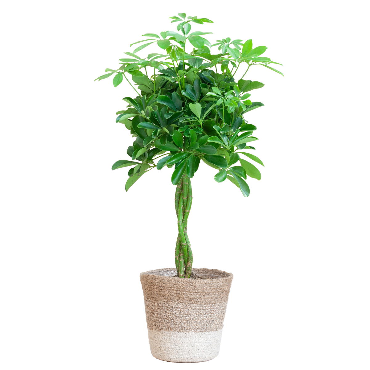 Schefflera Arab Nora mit Pflanzkorb Lissabon weiß  - 70cm - Ø21
