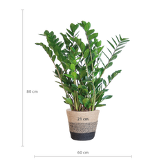 Zamioculcas Zamiifolia mit Pflanzkorb Lissabon Schwarz - 80cm - Ø21