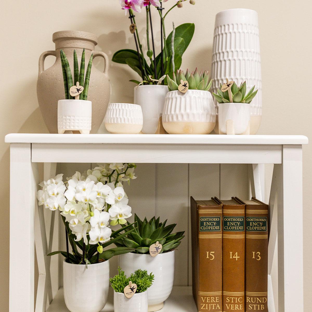 Kolibri Home | Blumentopf glasiert - Weißer Keramik-Ziertopf mit Glanz - Ø12cm