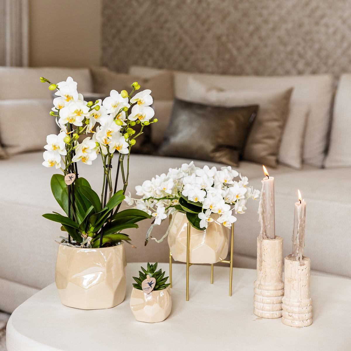 Kolibri Home | Kombi-Angebot - Pearl Travertin Töpfe