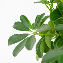 Schefflera Arab Nora mit Pflanzkorb Lissabon weiß  - 70cm - Ø21