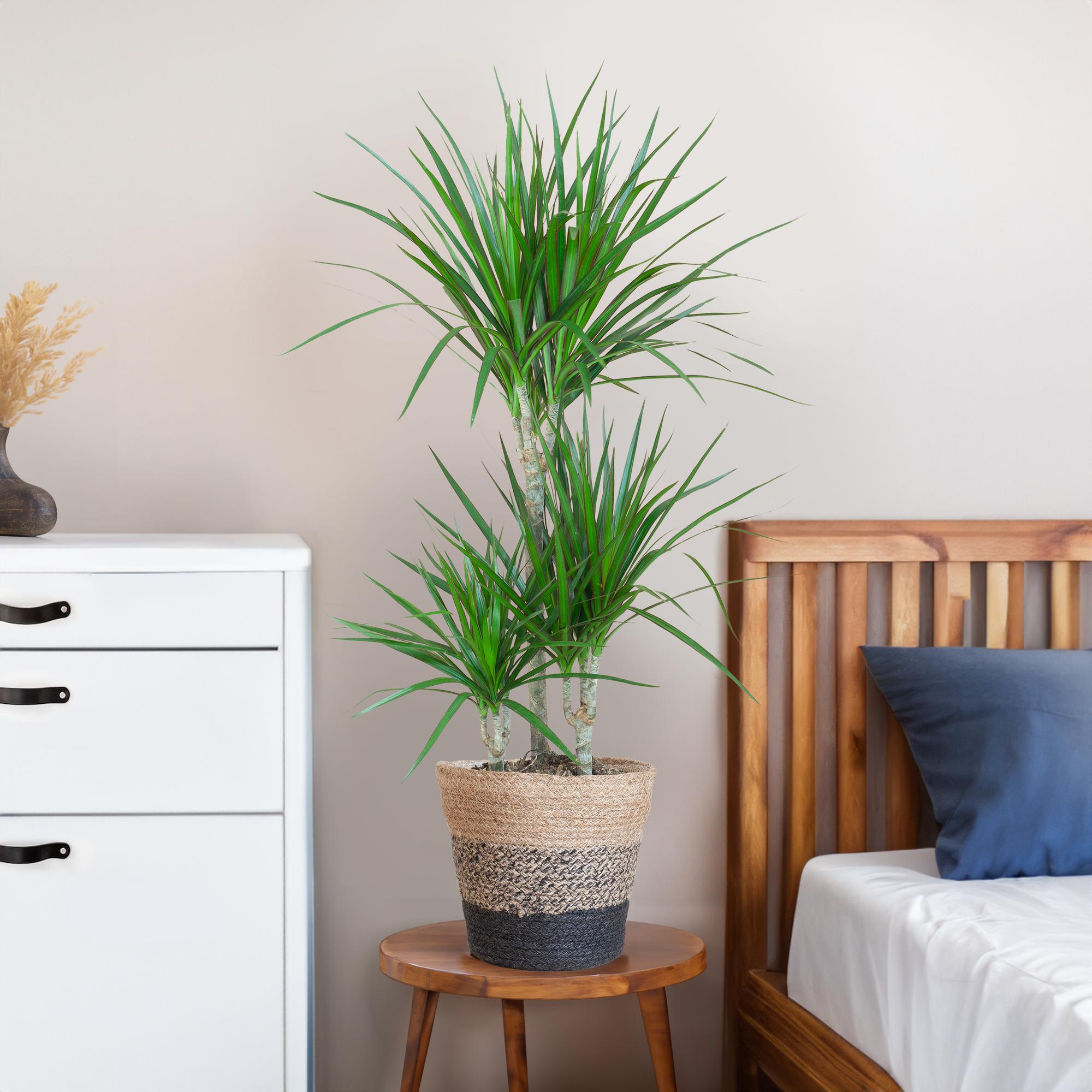 Dracaena Marginata mit Lissabon Schwarz Korb - 95cm - Ø21