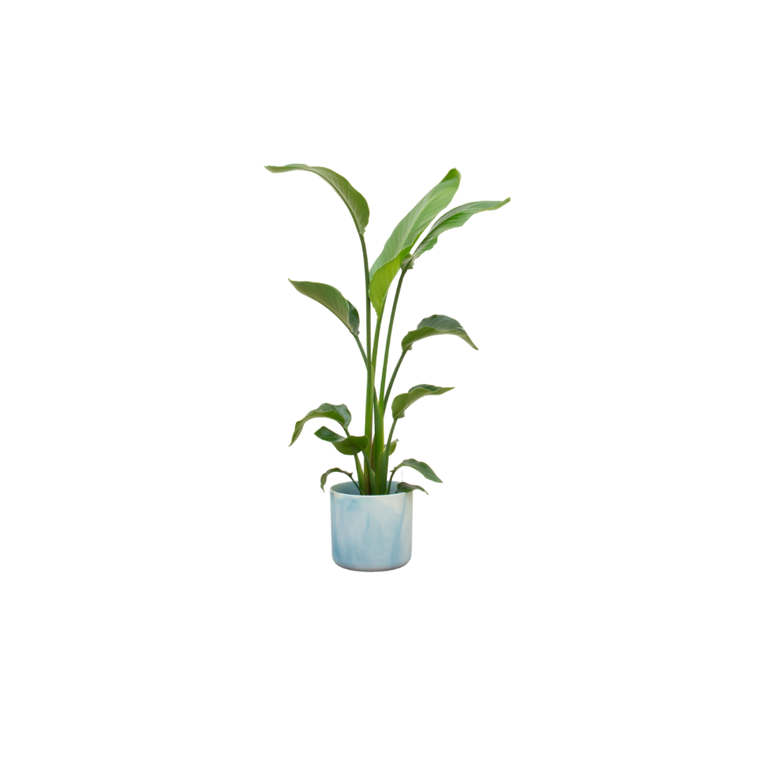 Combi deal - Strelitzia Nicolai inclusief elho Ocean Round atlantisch blauw Ø22 - 120 cm