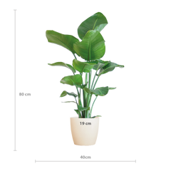 Strelitzia Nicolai mit Viber-Topf weiß – 80 cm – Ø21