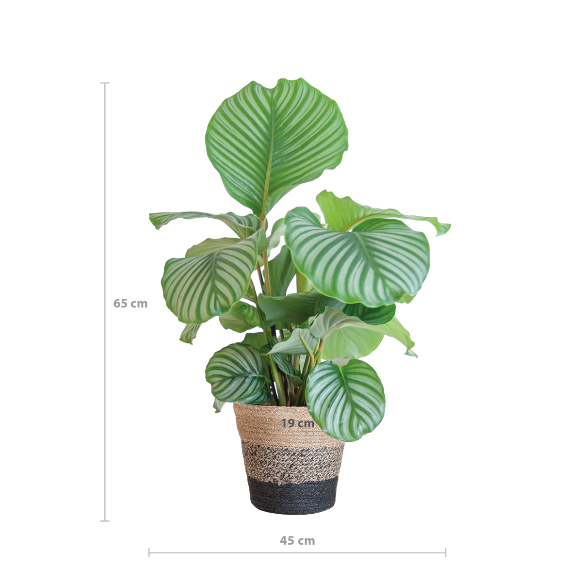 Calathea Orbifolia mit Lissabon-Korb schwarz  - 65cm - Ø21