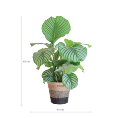 Calathea Orbifolia mit Lissabon-Korb schwarz  - 65cm - Ø21