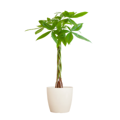 Pachira Aquatica mit Viber Weiß - 80cm - Ø21