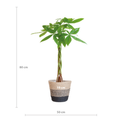 Pachira Aquatica mit Pflanzkorb Lissabon Schwarz - 80cm - Ø21