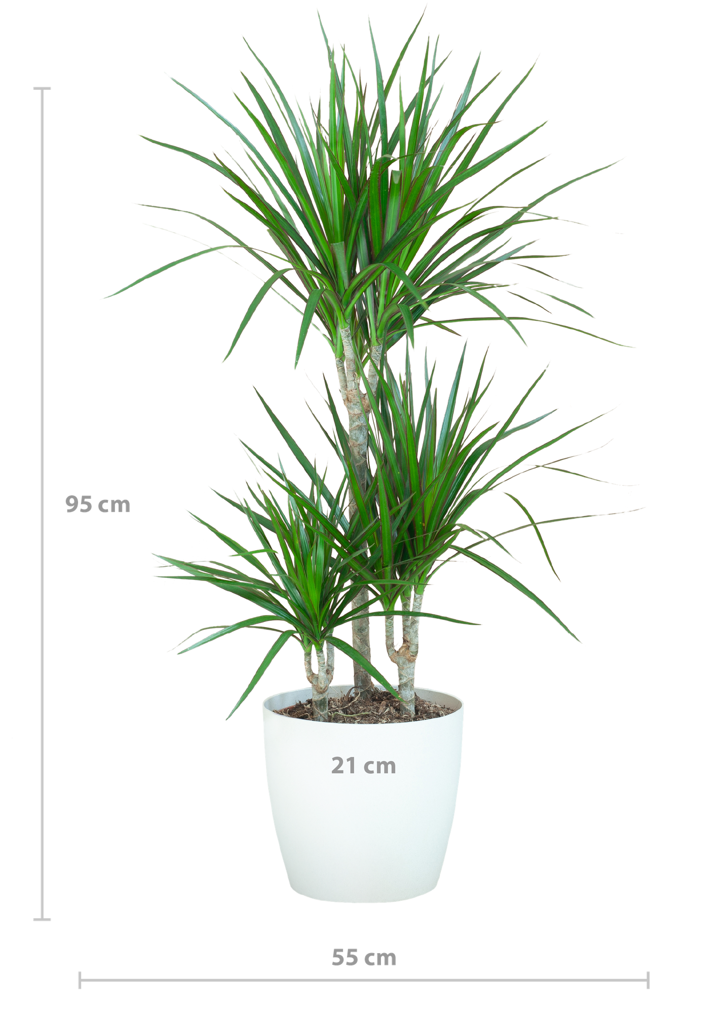 Dracaena Marginta mit Viber Weiß - 95cm - Ø21