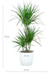 Dracaena Marginta mit Viber Weiß - 95cm - Ø21