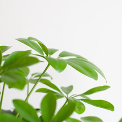 Schefflera Arab Nora mit Korb Lissabon Schwarz - 70cm - Ø21