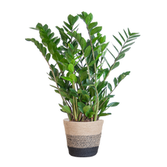 Zamioculcas Zamiifolia mit Pflanzkorb Lissabon Schwarz - 80cm - Ø21