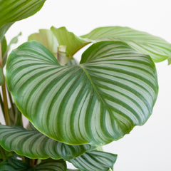 Calathea Orbifolia  mit Viber Weiß  - 65cm - Ø21