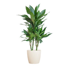 Dracaena  Janet Lindt mit Viber Weiß - 95cm - Ø21