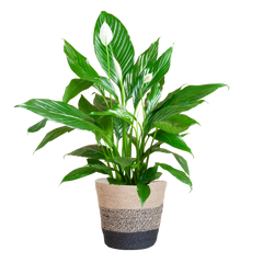Spathiphyllum mit Korb Lissabon Schwarz - 80cm - Ø21