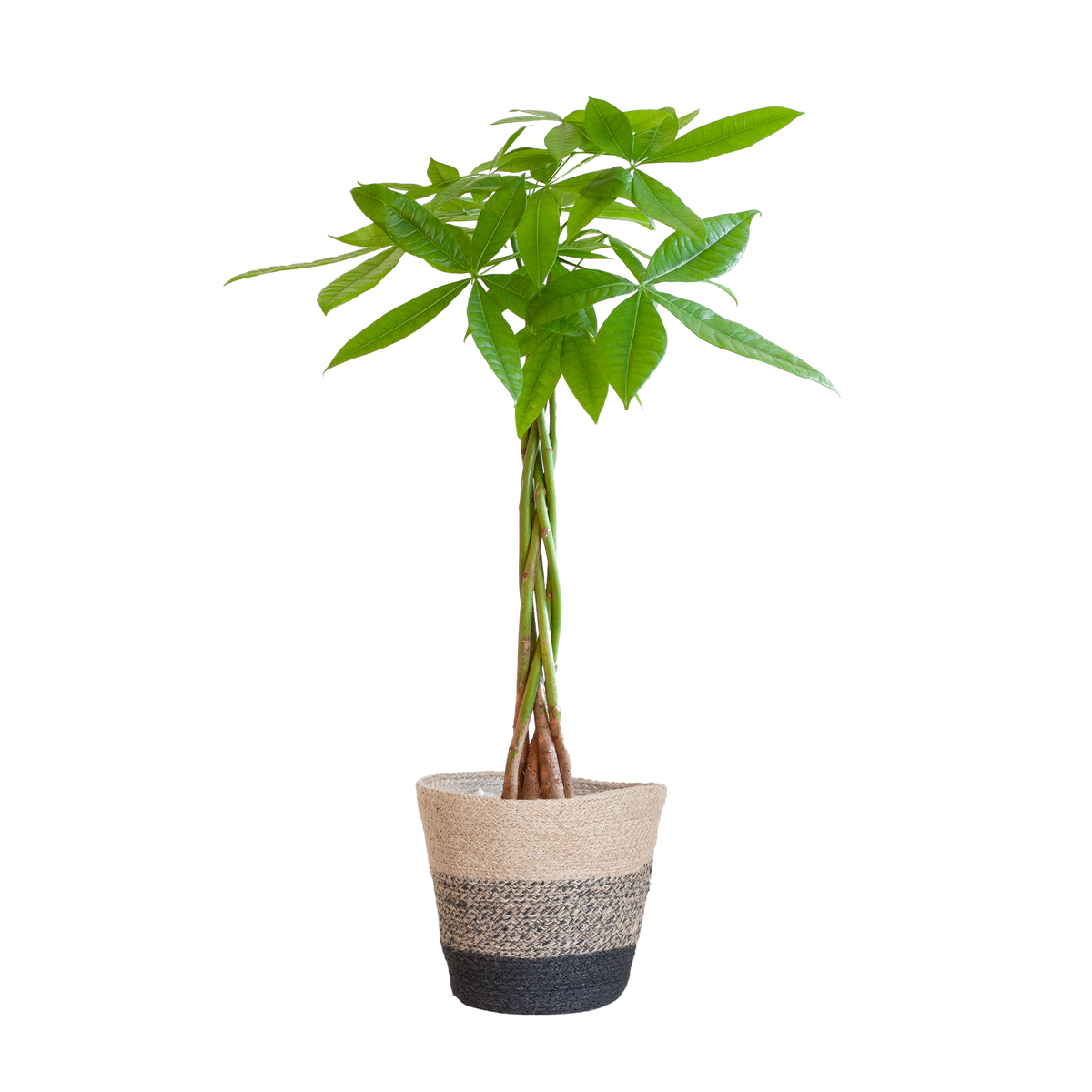 Pachira Aquatica mit Pflanzkorb Lissabon Schwarz - 80cm - Ø21
