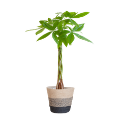 Pachira Aquatica mit Pflanzkorb Lissabon Schwarz - 80cm - Ø21