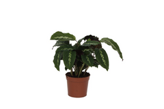 Calathea Maui Queen - 35 cm - Ø12cm